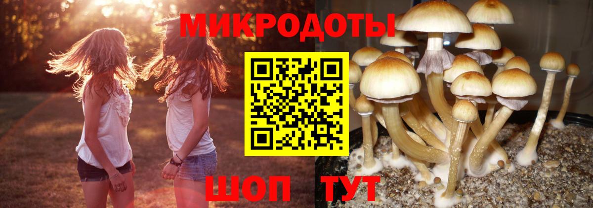 сколько стоит  Малгобек  Галлюциногенные грибы Magic Shrooms 